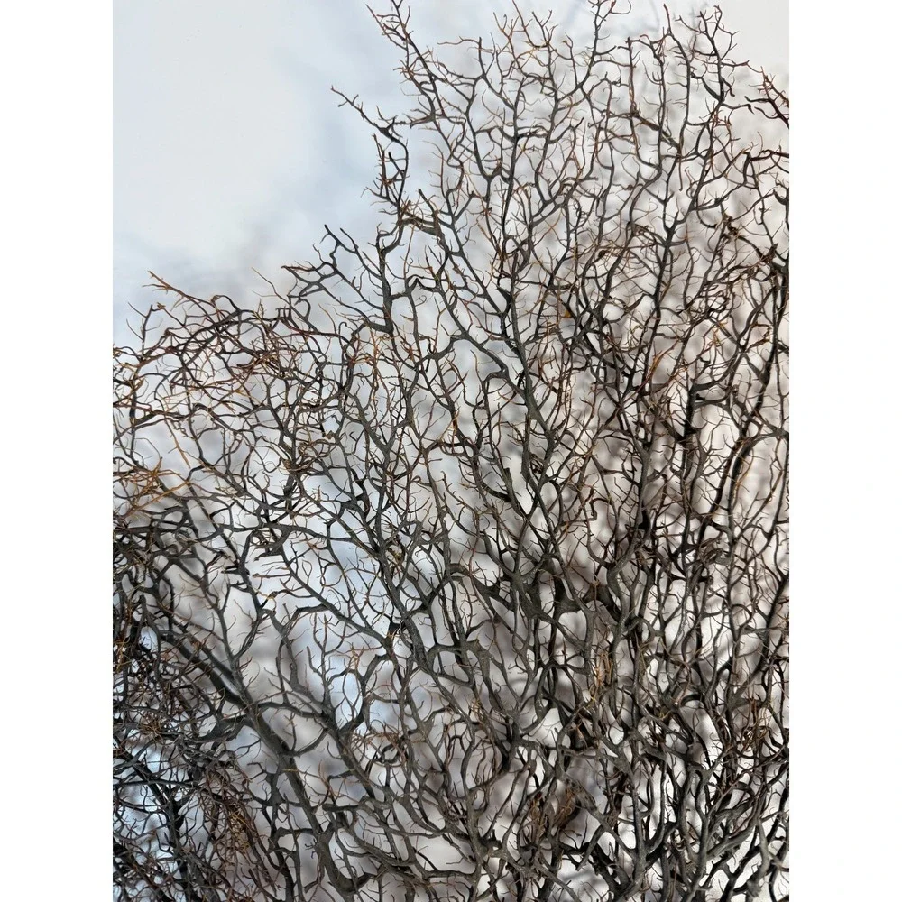 Gorgonia Sea Fan Costal Decor Item Vintage 18